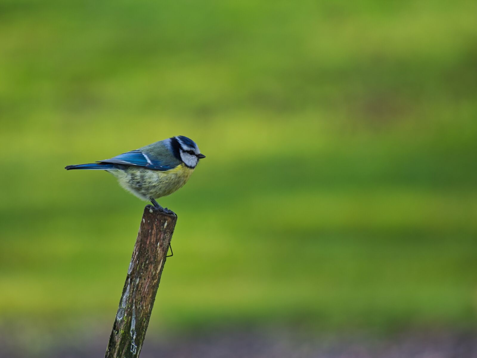 Nikon D3400 sample photo. Single, bird, wildlife photography