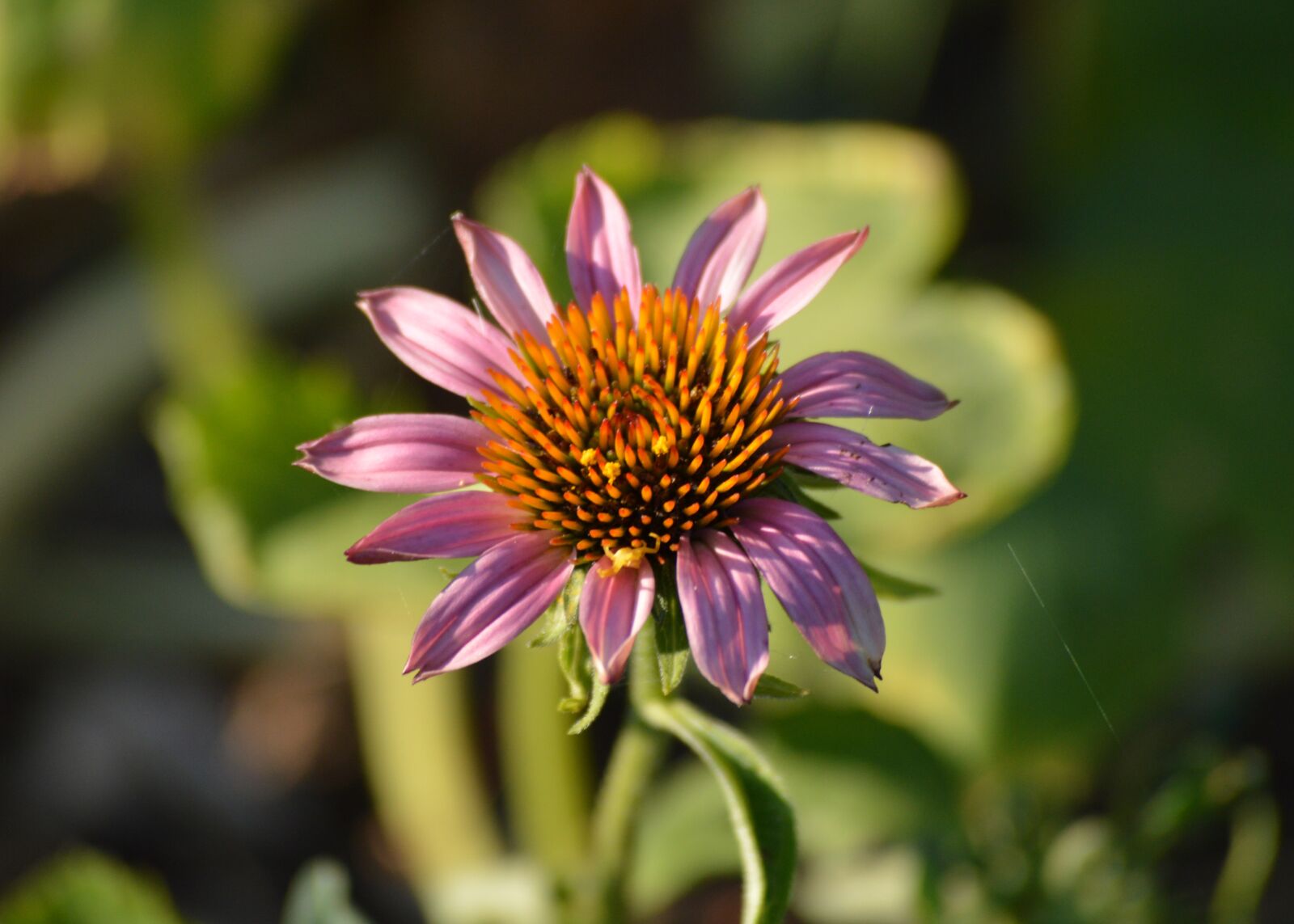 Nikon D3200 sample photo. Flowers, nature, plant photography