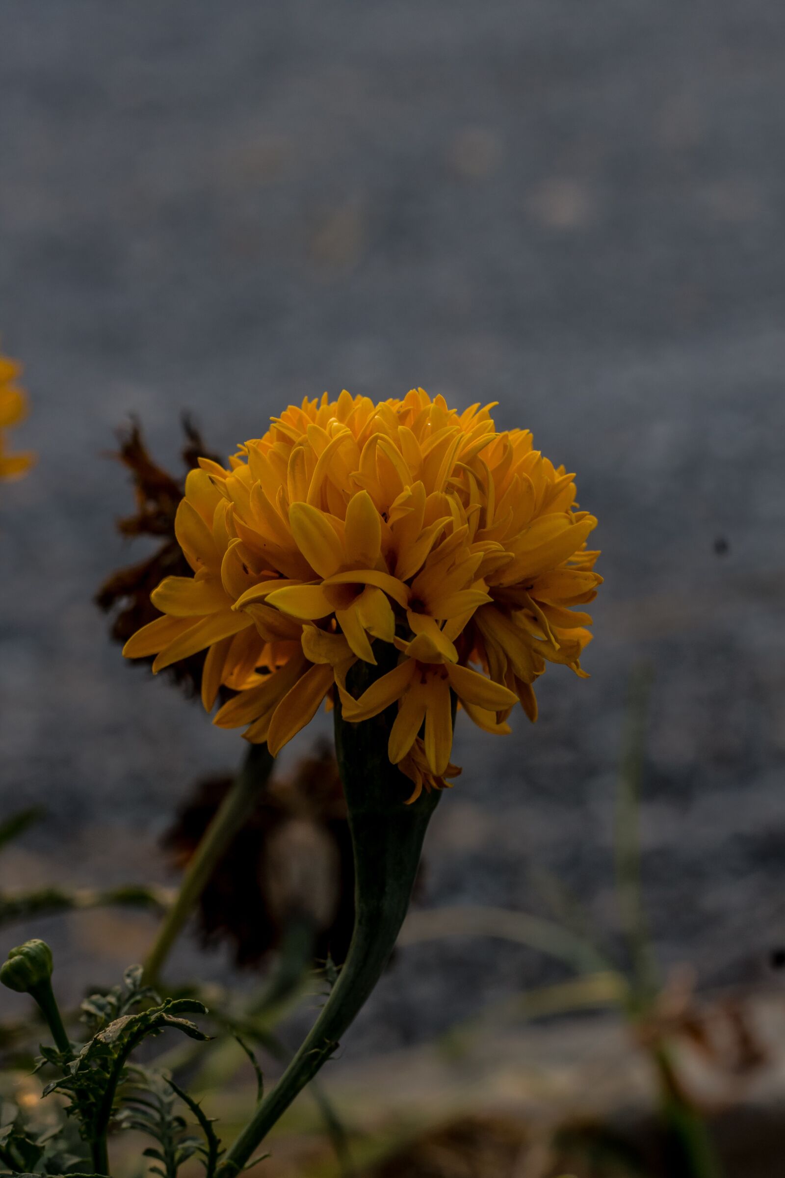 Canon EOS 700D (EOS Rebel T5i / EOS Kiss X7i) + Canon EF 50mm F1.8 STM sample photo. Marigold, flowers, marigold flower photography