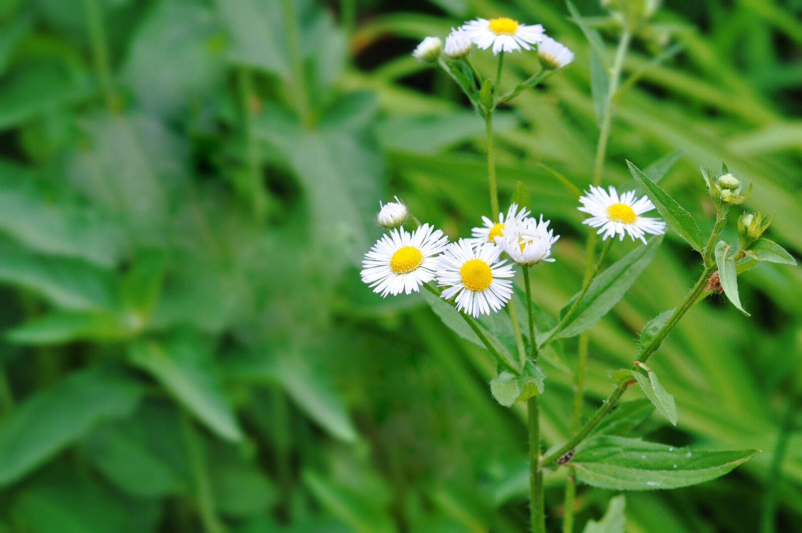 Nikon D90 sample photo. Flower, spring, summer photography
