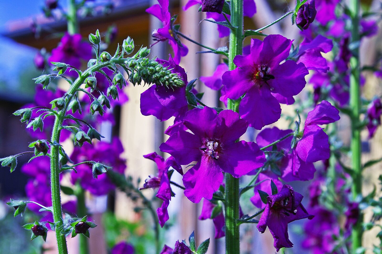 Pentax *ist DL2 sample photo. Mullein, purple flower, garden photography