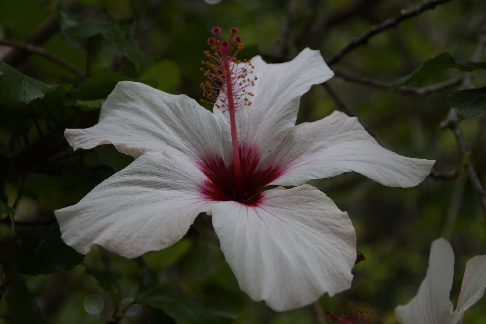 Sony SLT-A58 sample photo. Hibiscus, white, flower photography