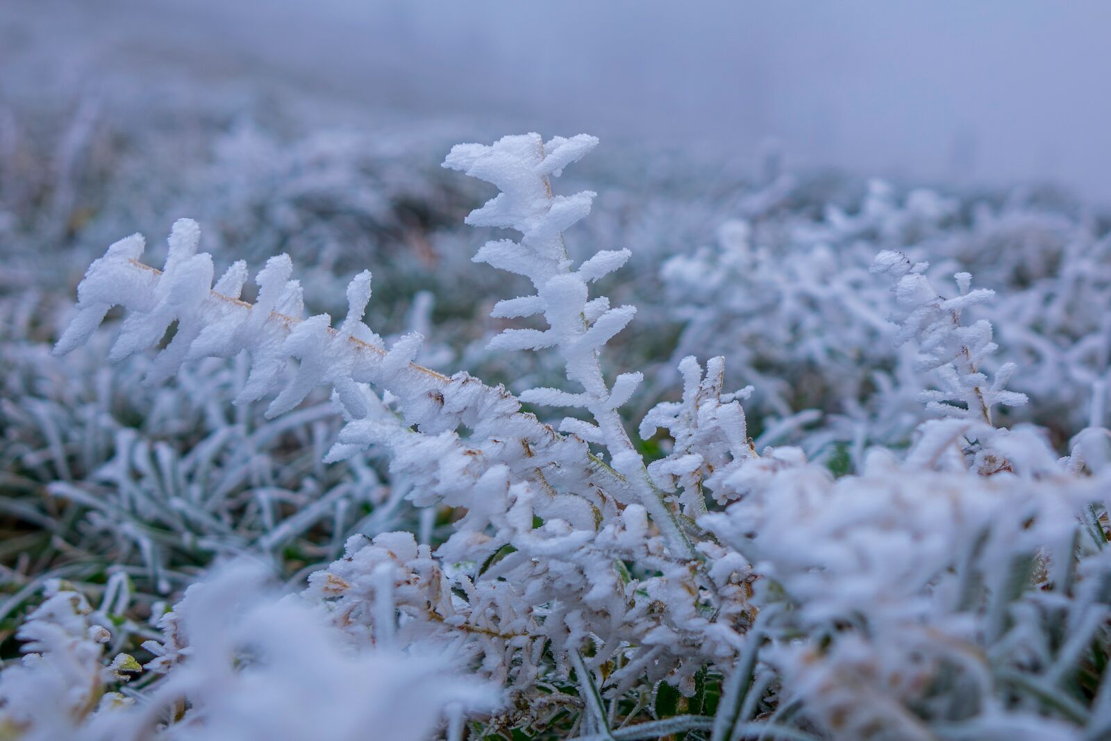 24-200mm F2.8 sample photo. Frost, fog, plant photography