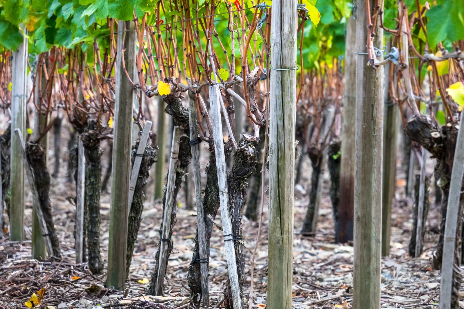 Canon PowerShot G3 X sample photo. Vines, wine, winegrowing photography