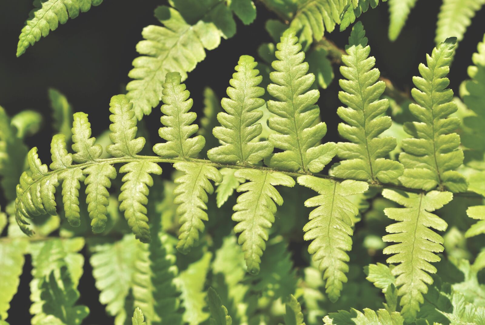 Nikon D7200 sample photo. Fern, fern leaf, fern photography