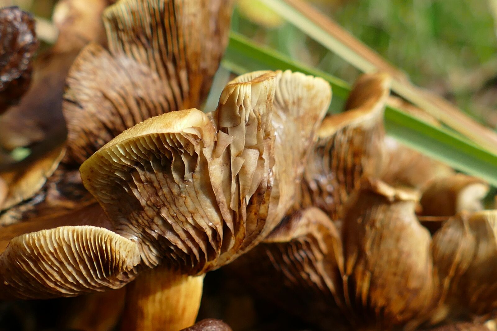 Panasonic Lumix DMC-FZ1000 sample photo. Mushroom, agaric, mold photography