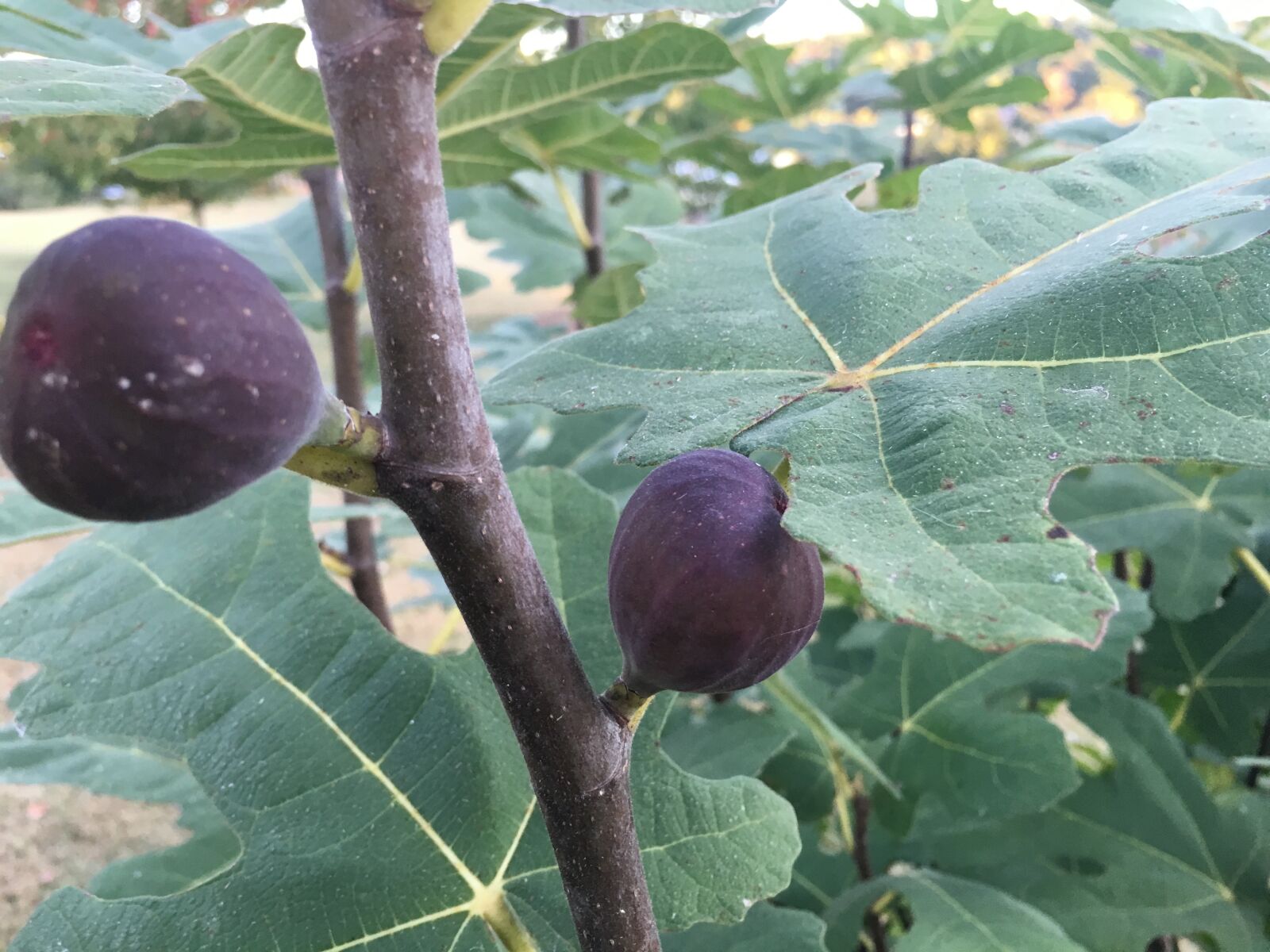 iPhone 6s back camera 4.15mm f/2.2 sample photo. Fig, figs photography