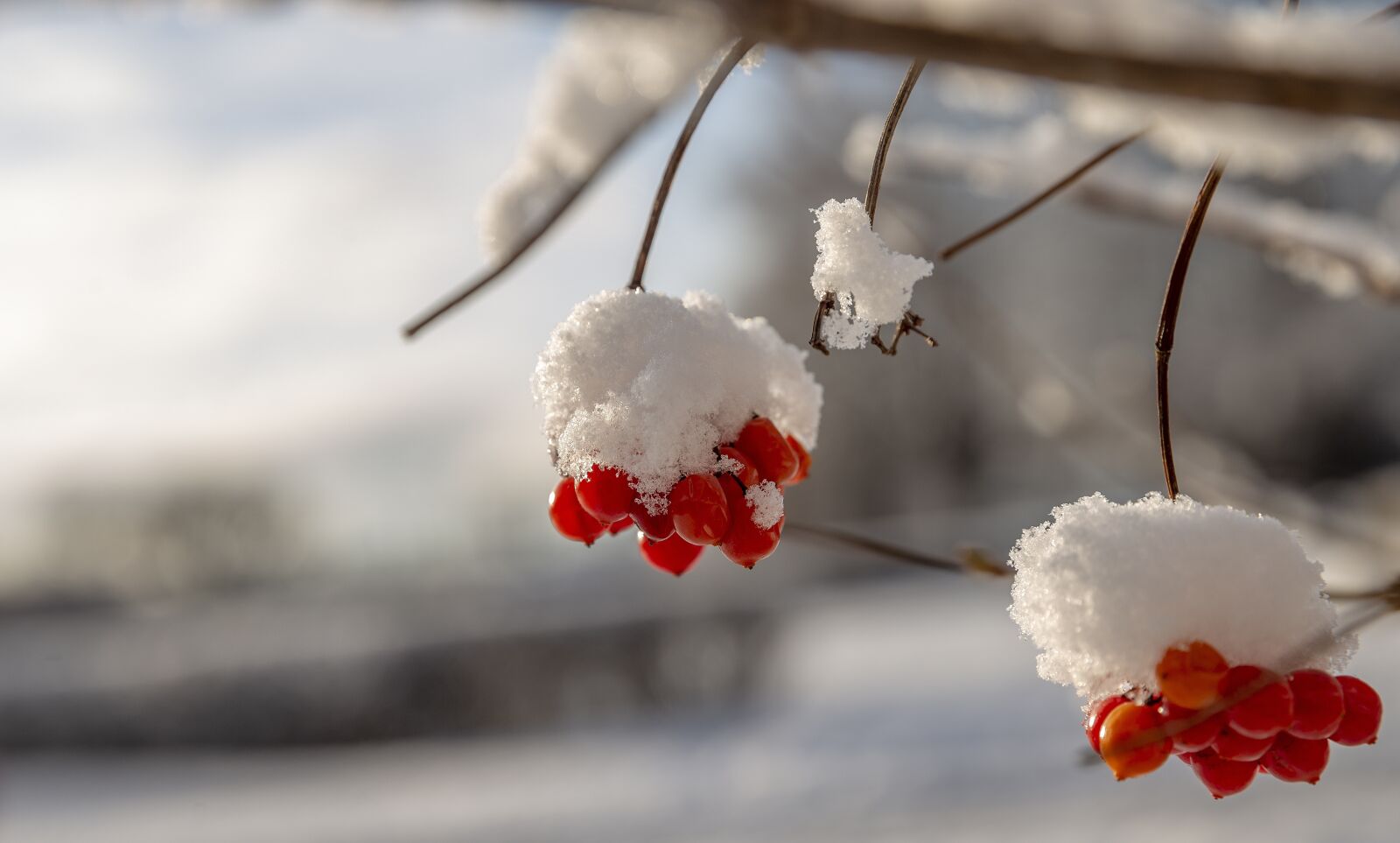 Canon EF 24-70mm F2.8L II USM sample photo. The first snow, snow photography