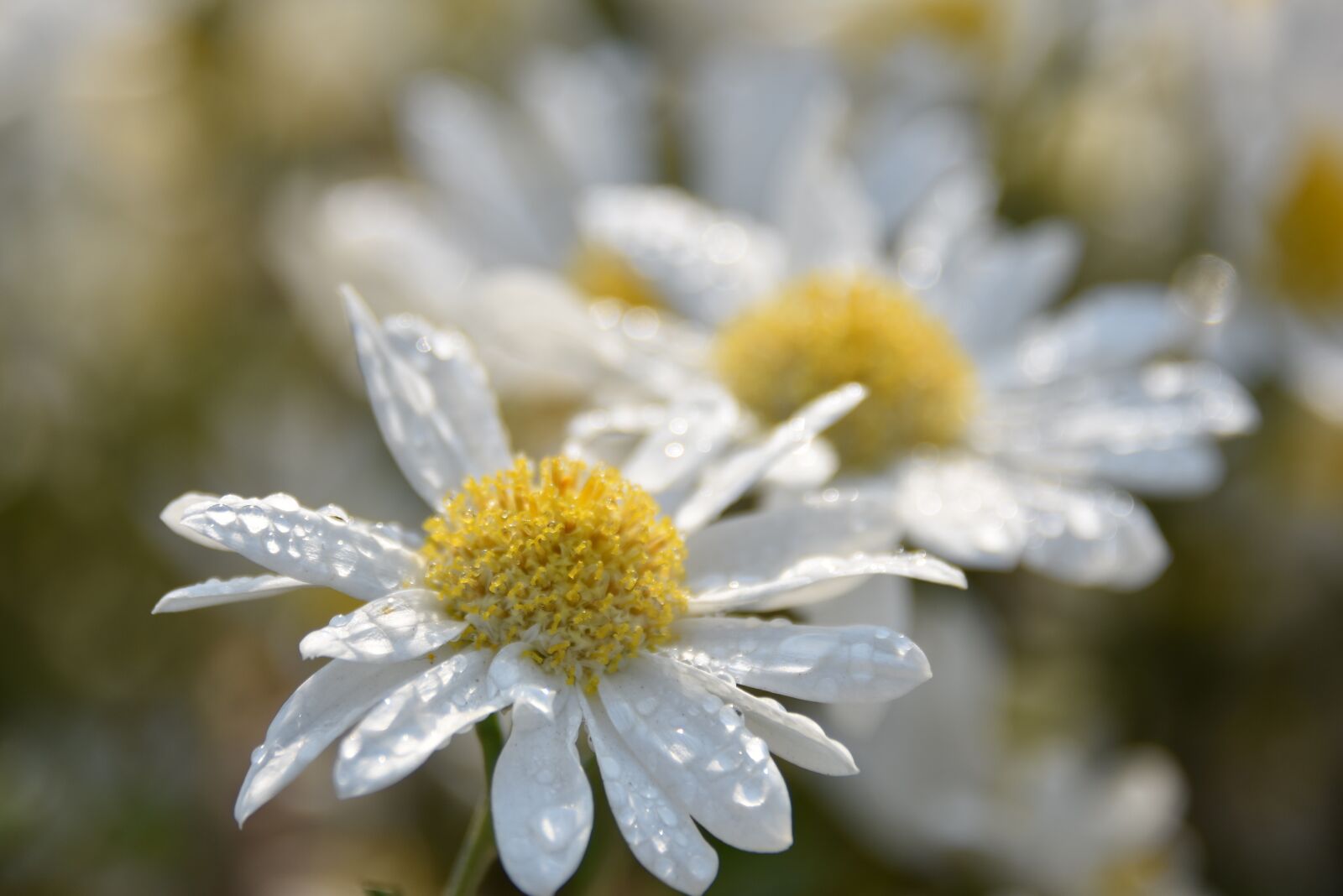 Nikon D7200 sample photo. Flower, morning, blossom photography