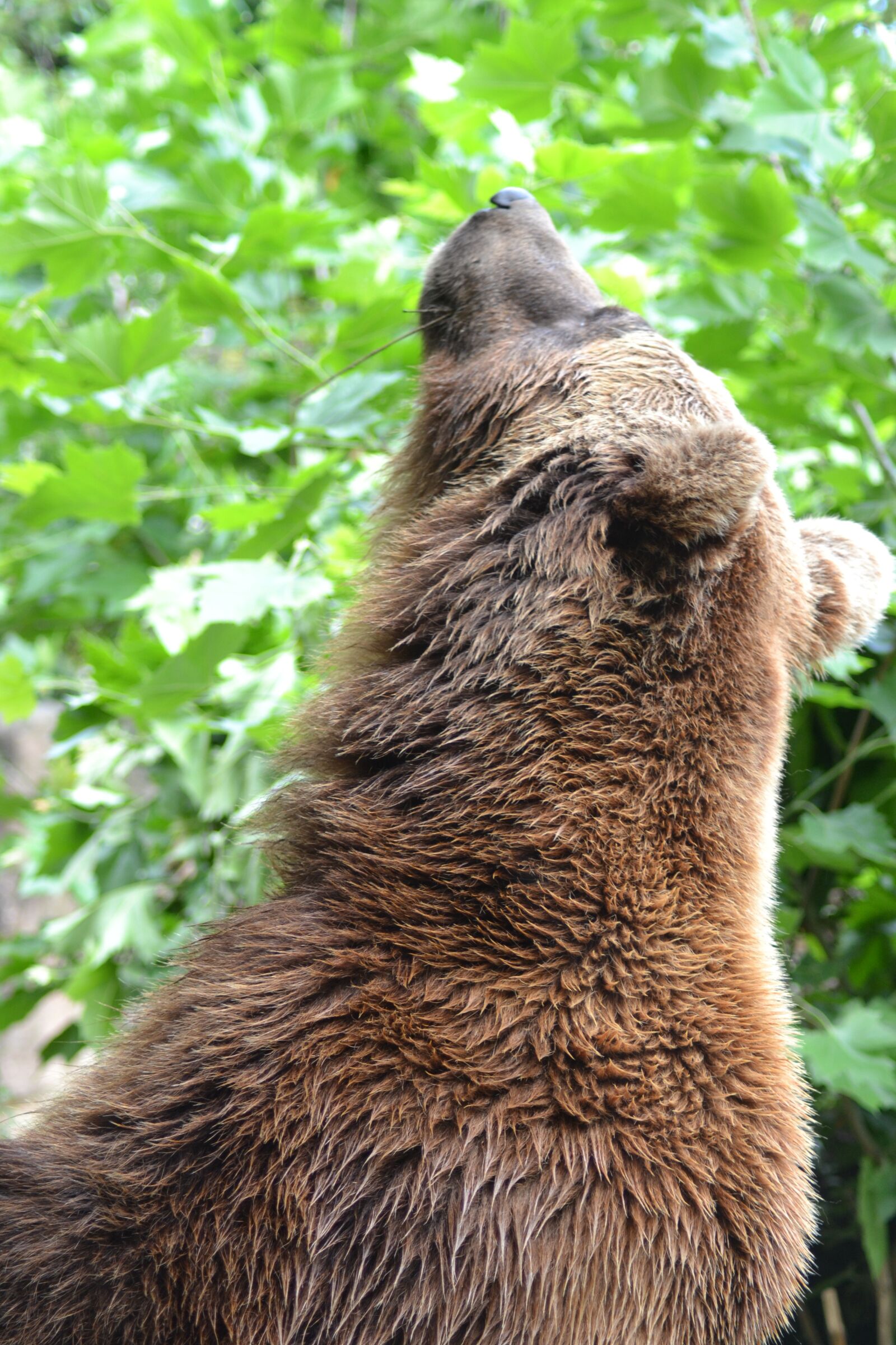 Nikon D3100 sample photo. Bear, brown bear, alpine photography
