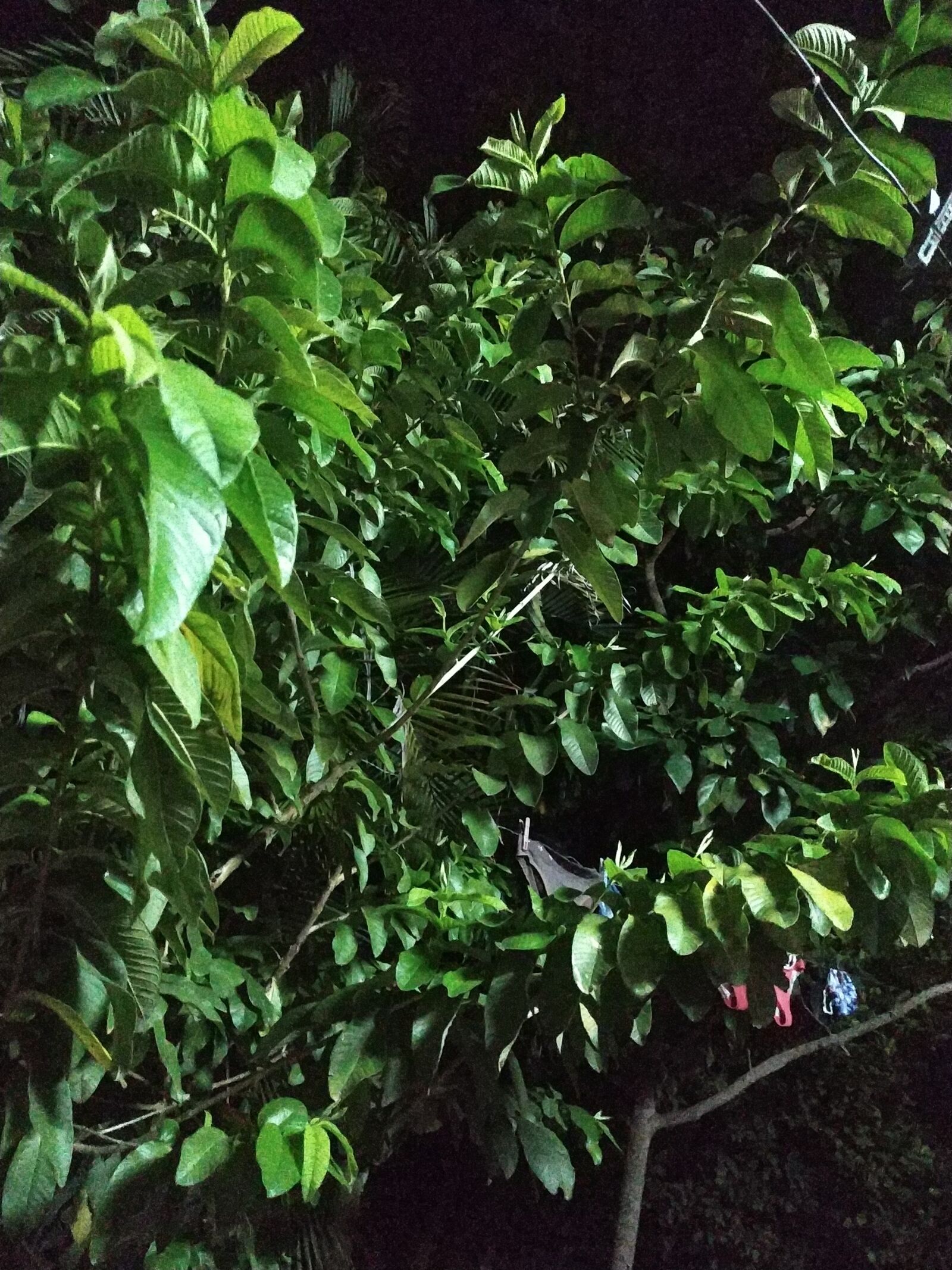 Xiaomi Redmi Note 6 Pro sample photo. Planta, verde, frondosa photography