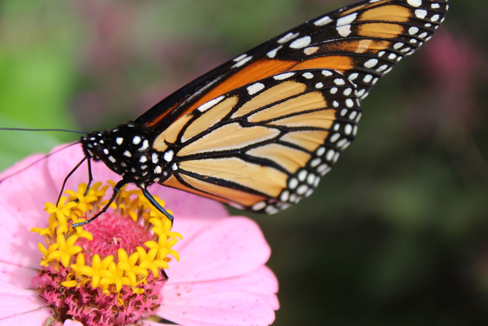 Canon EOS 1300D (EOS Rebel T6 / EOS Kiss X80) sample photo. Monarch, butterfly, zinnia photography