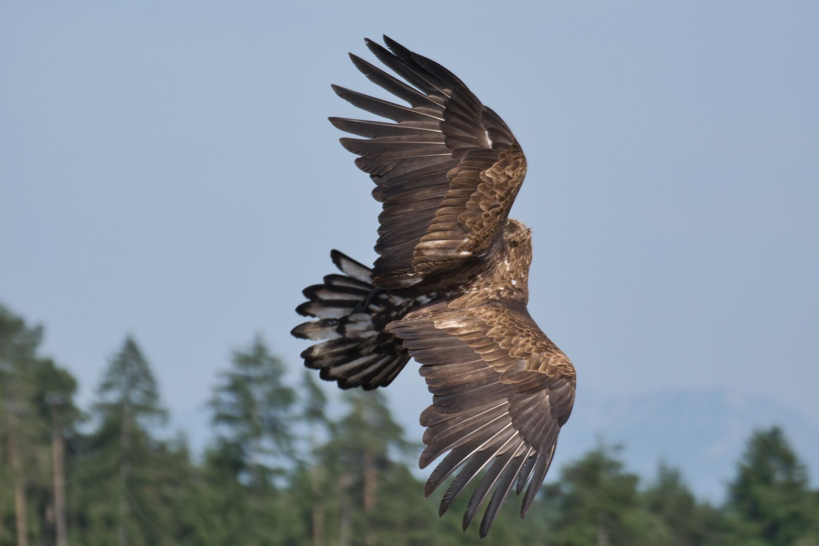 Nikon D5300 sample photo. Raptor, bird, adler photography