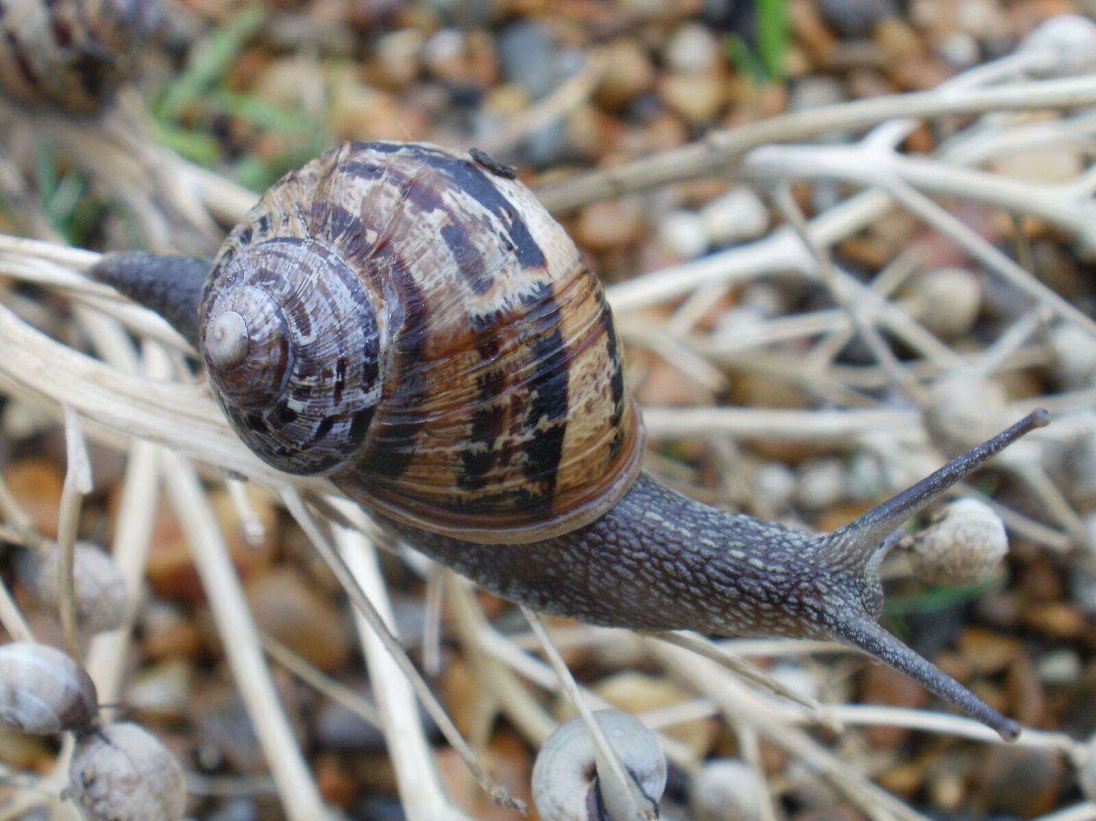 Olympus FE46,X41,X42 sample photo. Snail, mollusc, animal photography