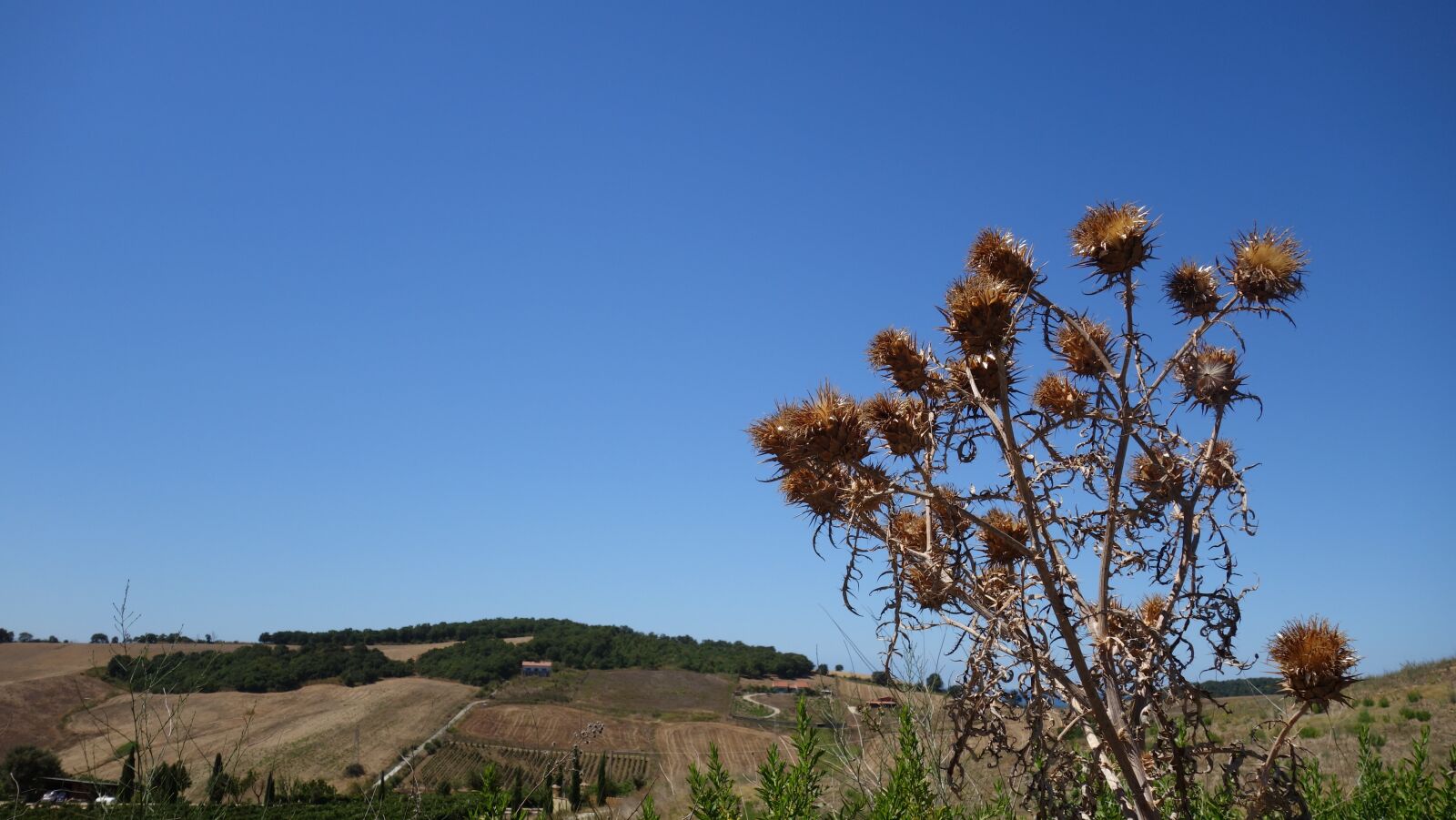Sony Cyber-shot DSC-RX100 II sample photo. Thistle, dry, sky photography