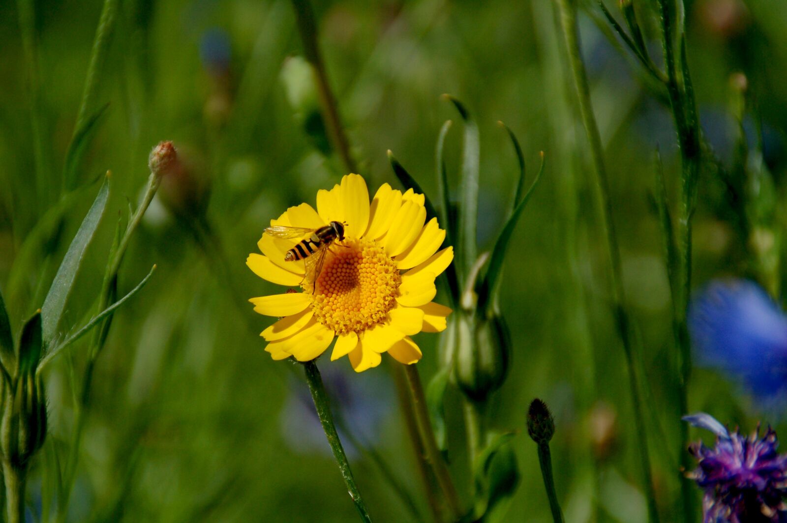 Nikon D50 sample photo. Bug, yellow, flower photography