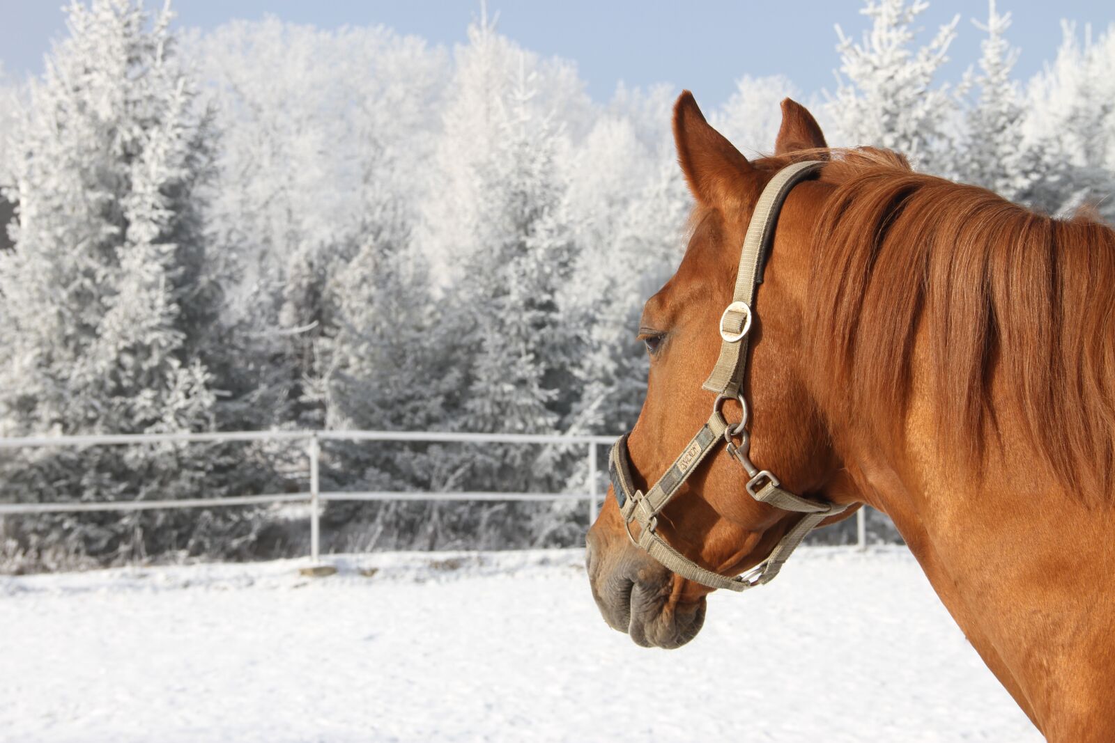 Canon EOS 7D sample photo. Red horse, winter, nature photography