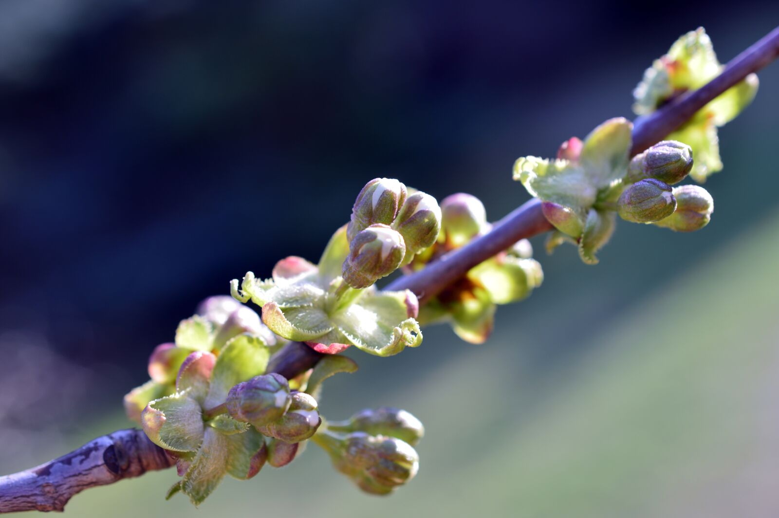 Nikon D3200 sample photo. Cherry, cherry branch, branch photography