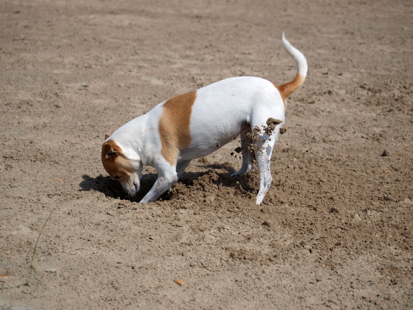 Olympus E-420 (EVOLT E-420) sample photo. Dog, beach, pet photography