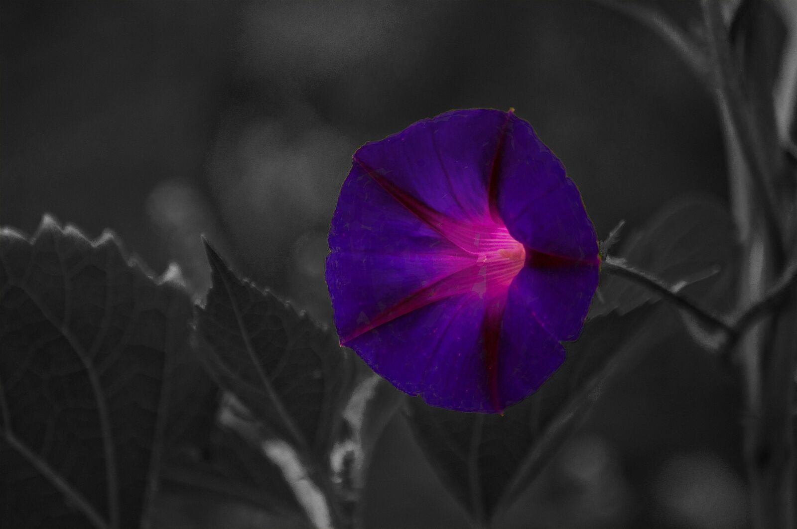 Nikon D90 sample photo. Nature, plant, flower photography