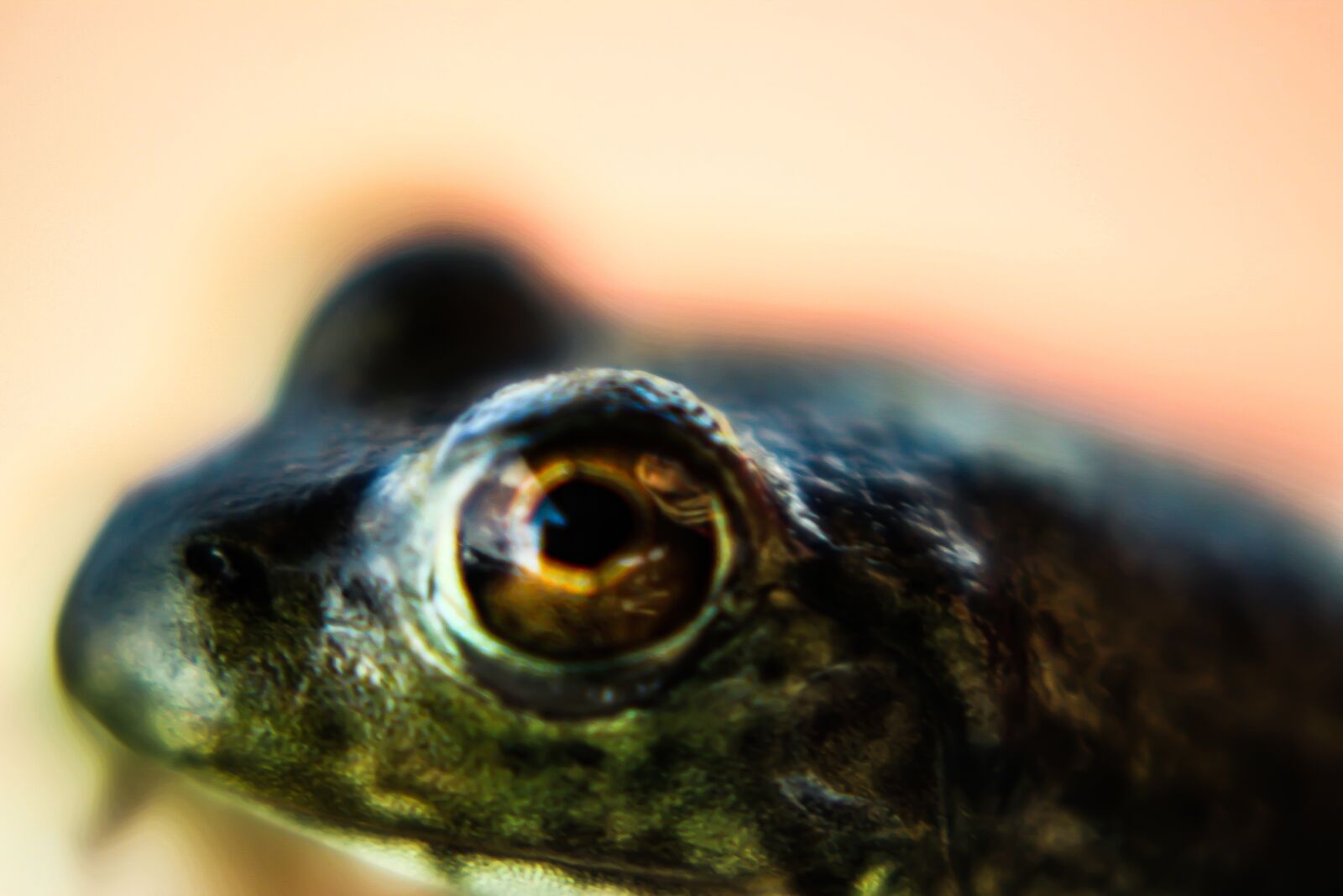 EF75-300mm f/4-5.6 sample photo. Frog, eye, macro photography