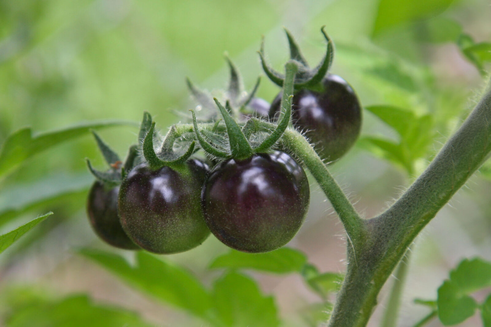 Canon EOS 5D sample photo. Tomatoes photography