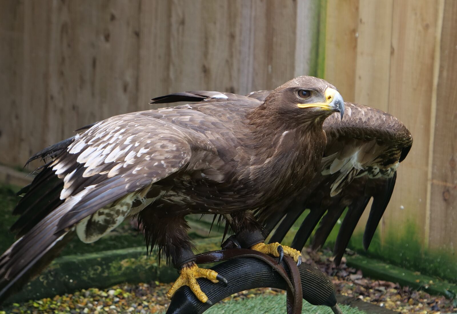 Panasonic Lumix DC-G9 sample photo. Steppe eagle, bird, wildlife photography