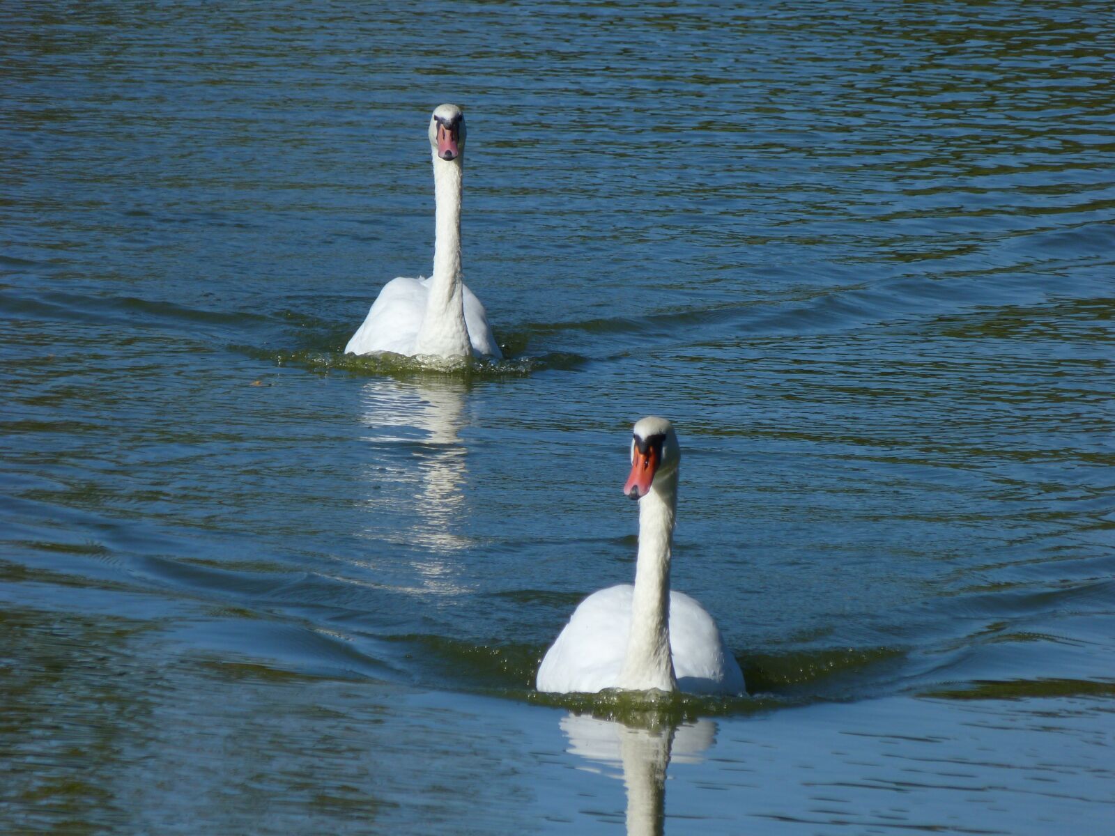 Panasonic Lumix DMC-FZ40 (Lumix DMC-FZ45) sample photo. Swans, water, birds photography