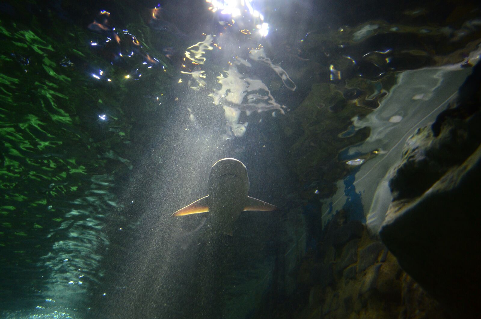 Nikon D7000 sample photo. Aquarium, shark, water photography