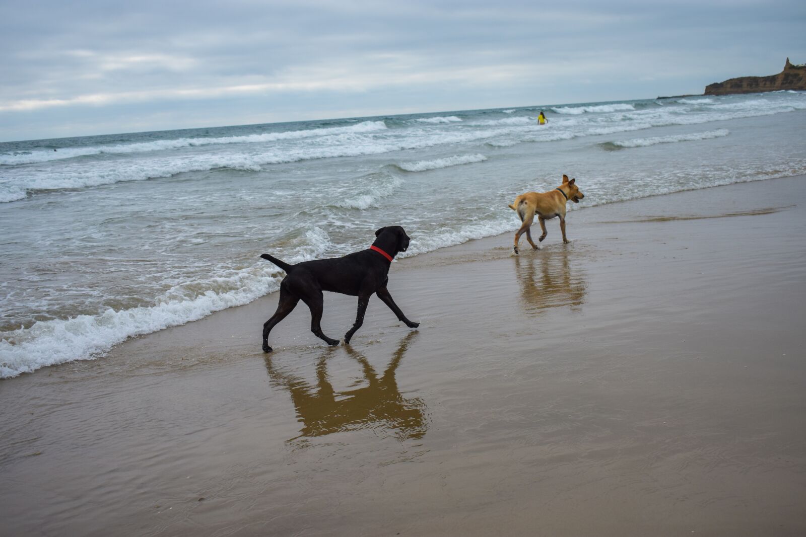 Nikon D3400 sample photo. Dogs, sea, beach photography