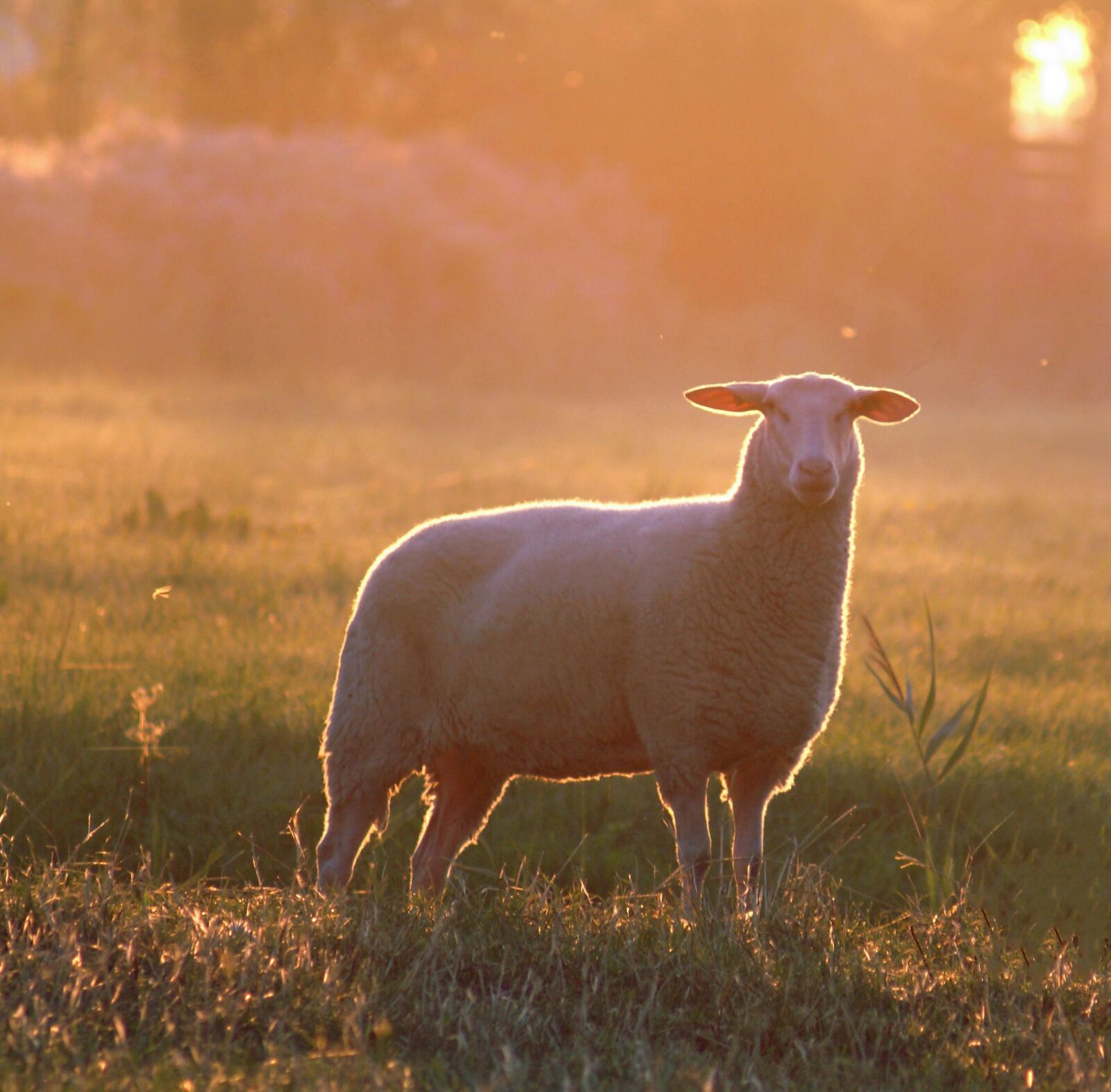 Sony Alpha DSLR-A100 sample photo. Sheep, animal, farm photography