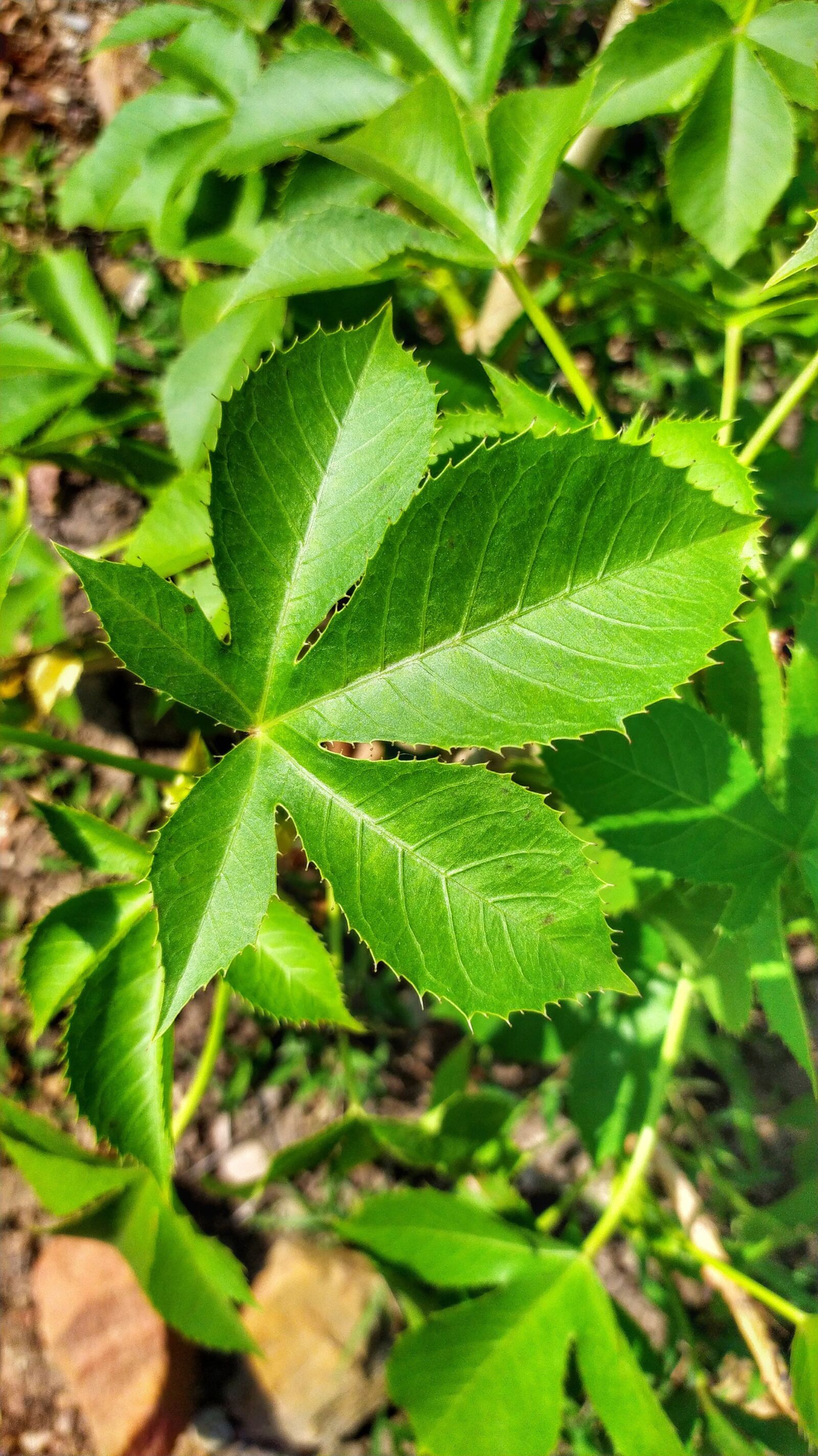 Xiaomi Redmi Note 8 sample photo. Nature, amazing leaves, beautiful photography