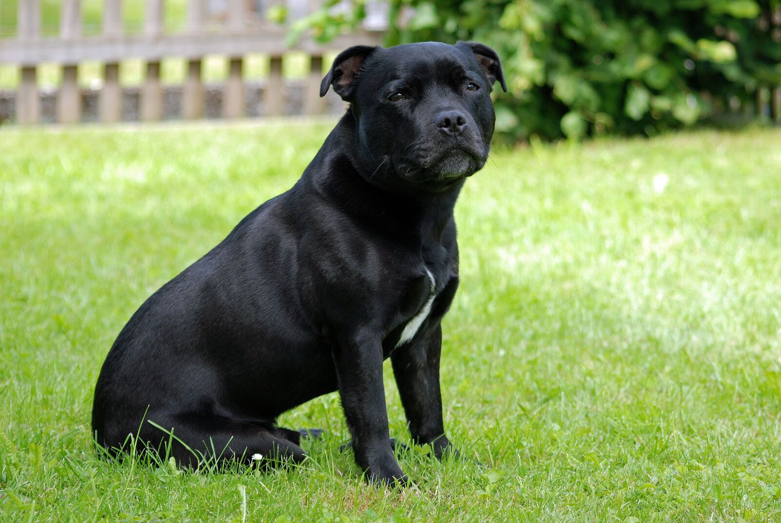 Nikon D80 sample photo. Animal, dog, staffordshire-bull-terrier photography
