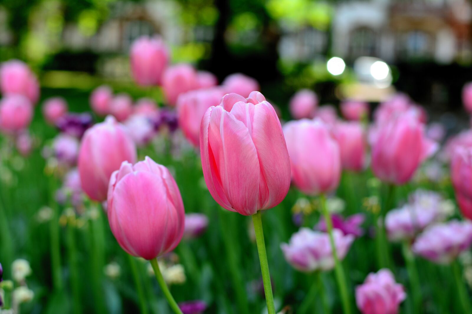 Nikon D5200 sample photo. Tulips, spring flowers, spring photography