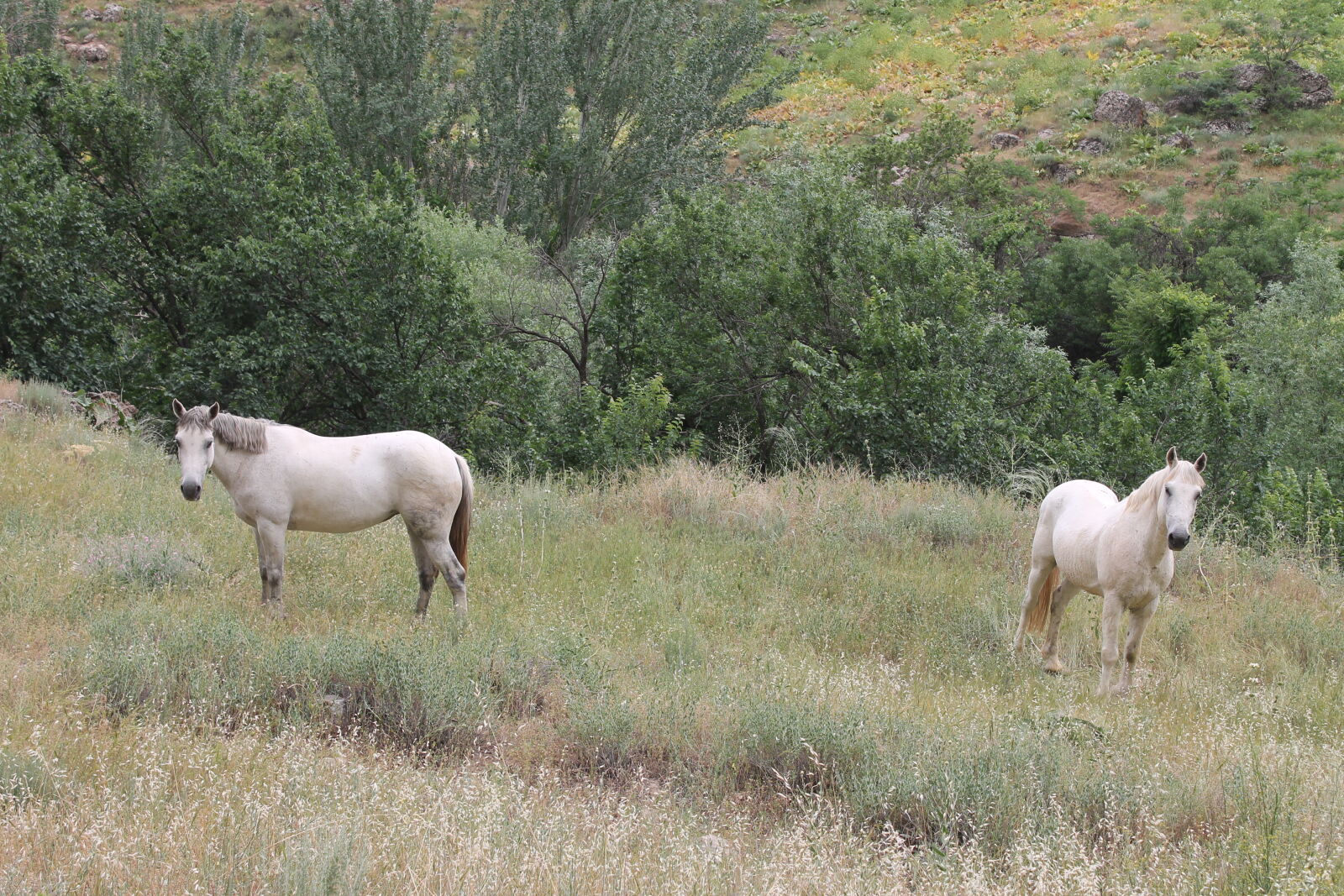 Canon EOS 1100D (EOS Rebel T3 / EOS Kiss X50) sample photo. Horse, nature photography