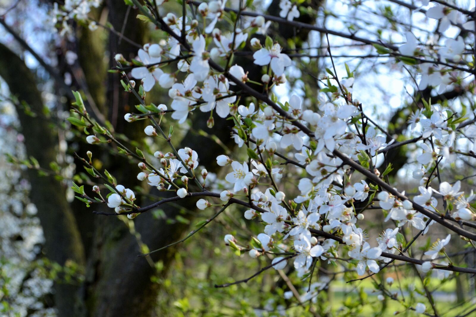 Nikon D3100 sample photo. Buds, flower, sprin, white photography
