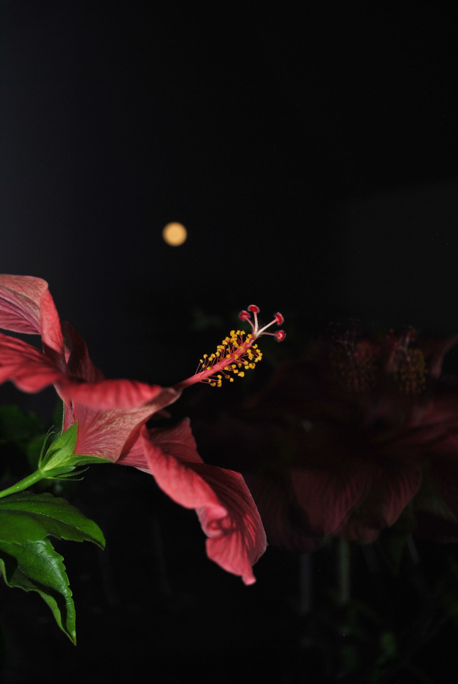Nikon D3000 sample photo. Moon, flower, night photography