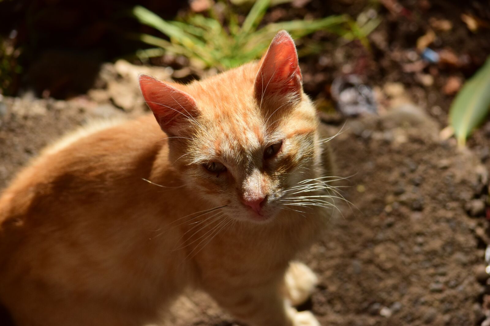 Nikon D3300 sample photo. Cat, cats, predator photography