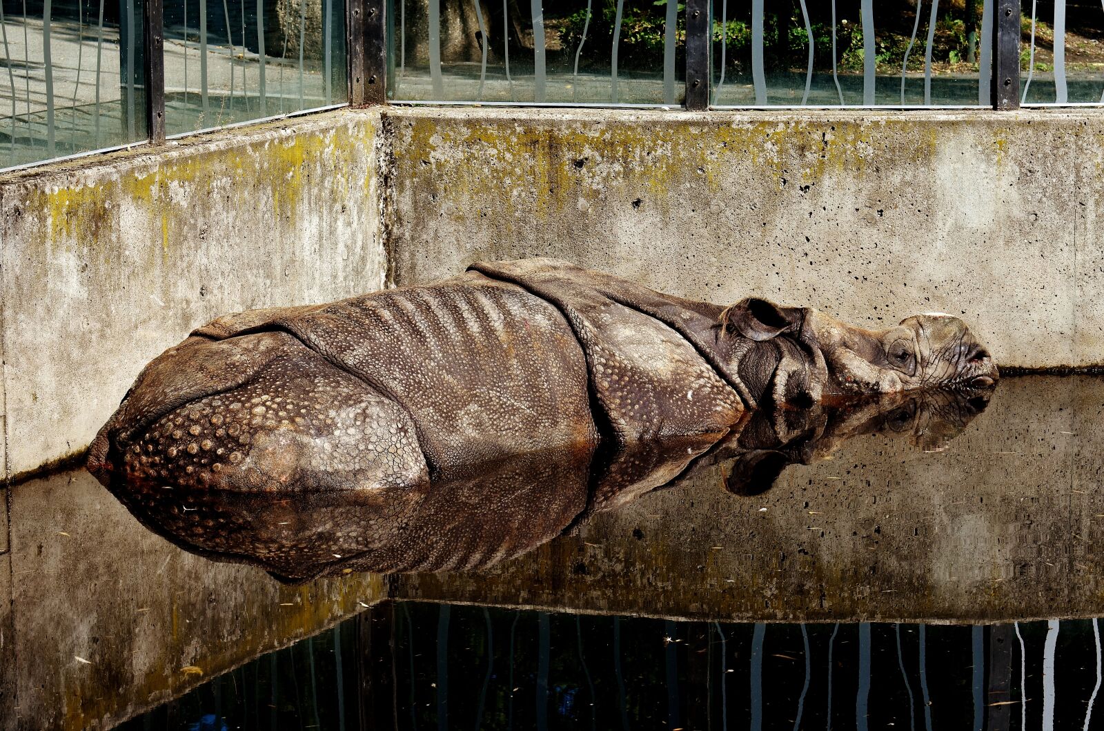 Nikon D7200 sample photo. Rhino, water, concerns photography