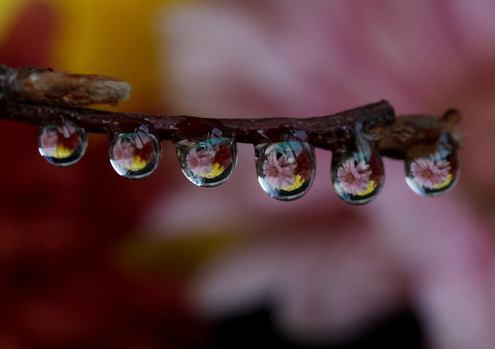 Canon EF-S 60mm F2.8 Macro USM sample photo. Drops, wet, dew photography