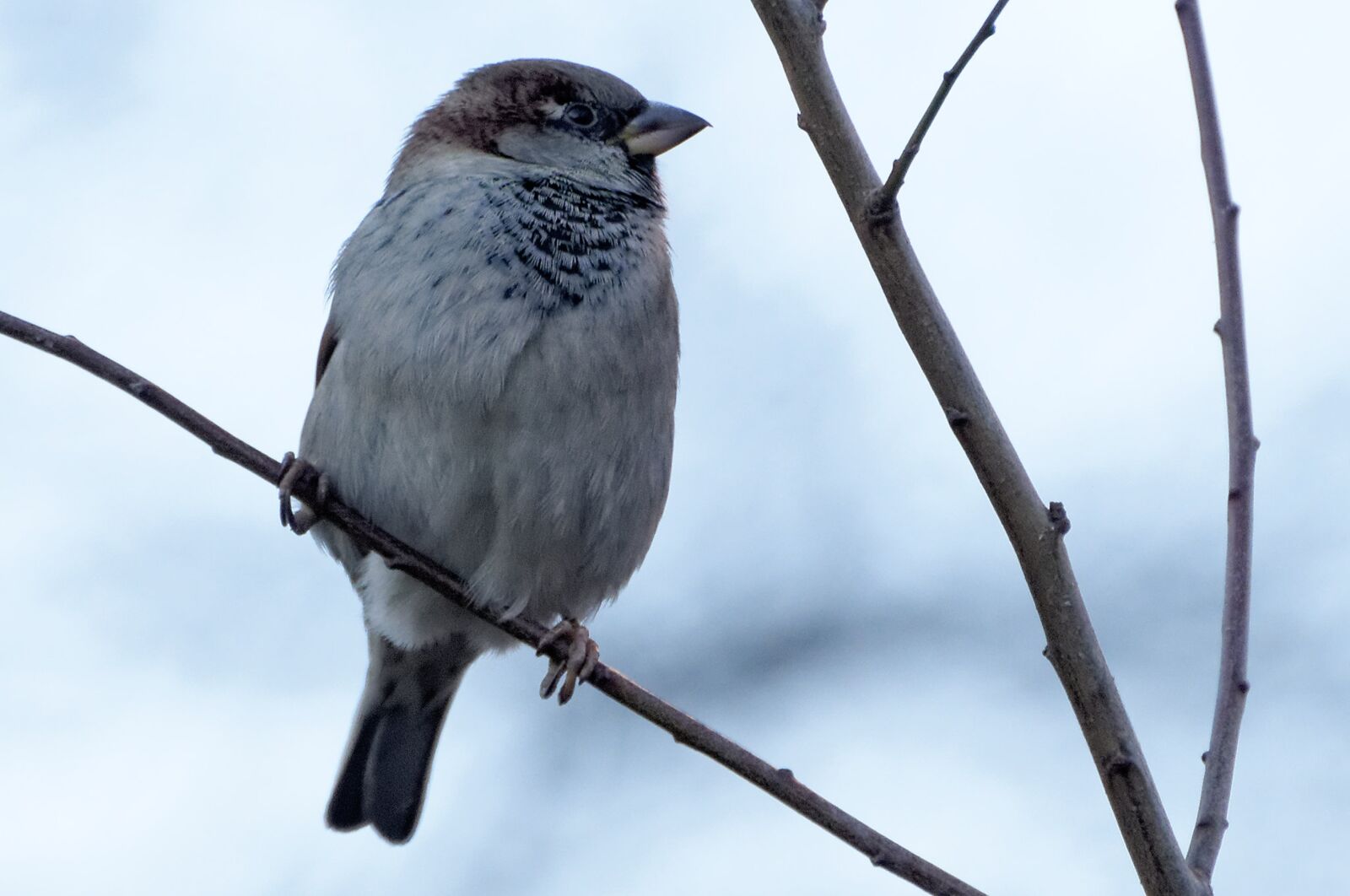 Nikon D90 sample photo. The sparrow, bird, volatile photography