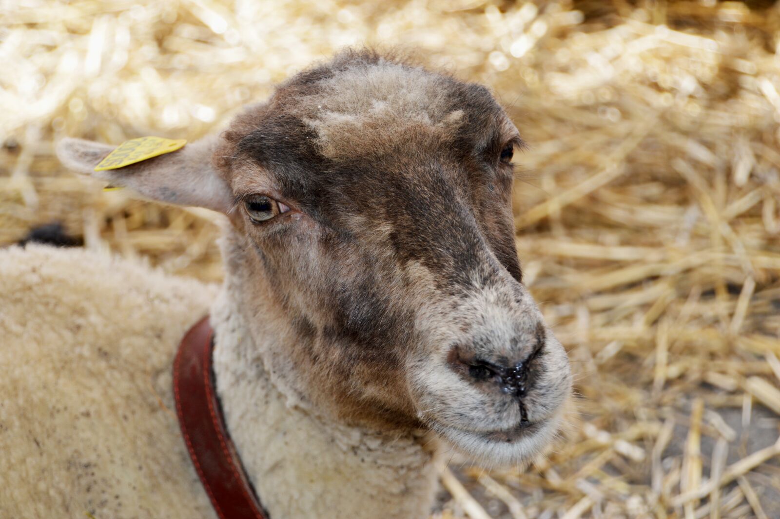 Nikon D3200 sample photo. Sheep, animal, farm photography