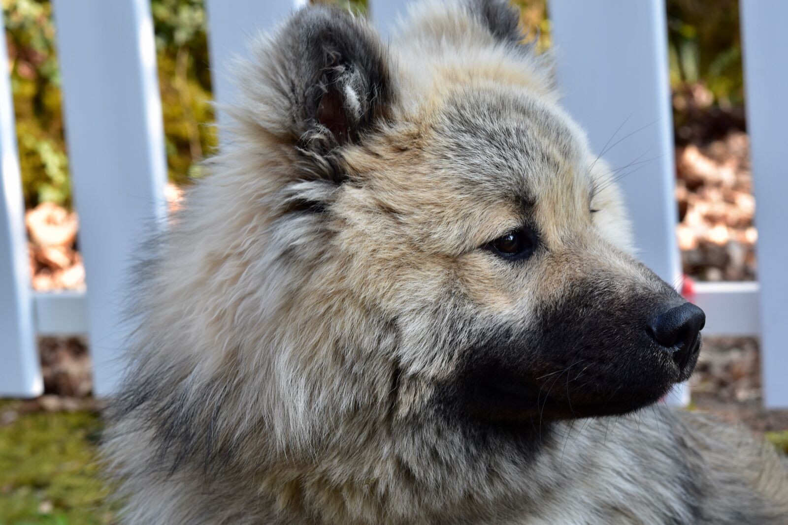 Nikon D5600 sample photo. Dog, portrait dog profile photography