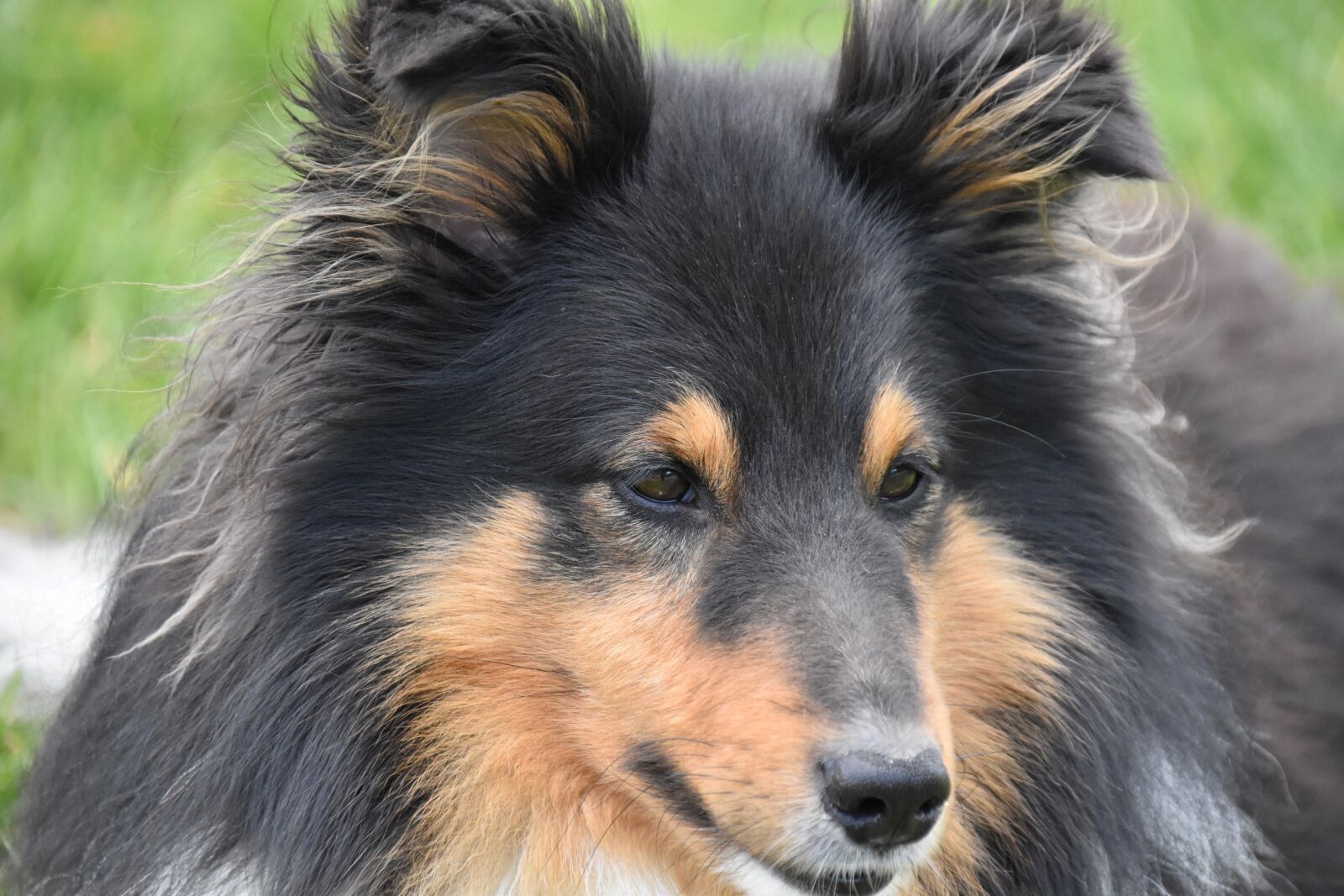 Nikon D5600 sample photo. Dog, dog shetland sheepdog photography