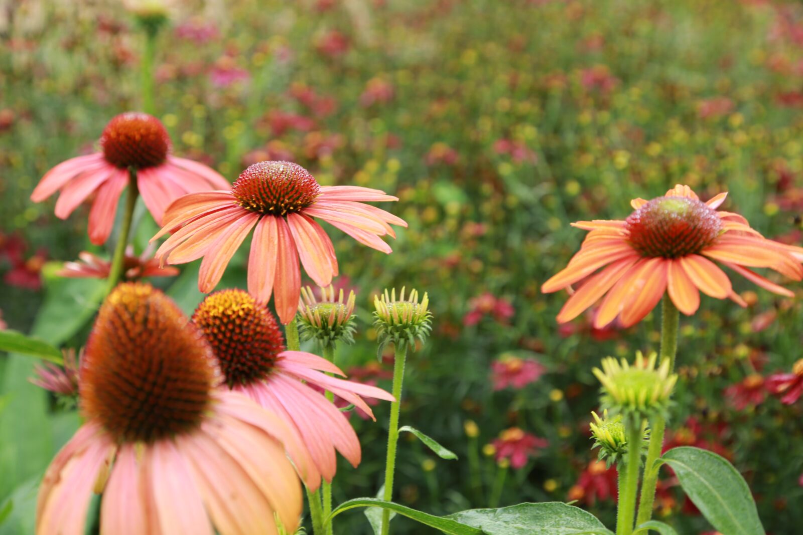 Canon EOS 6D + Canon EF 24-105mm F4L IS USM sample photo. Flowers, wildflower, nature photography