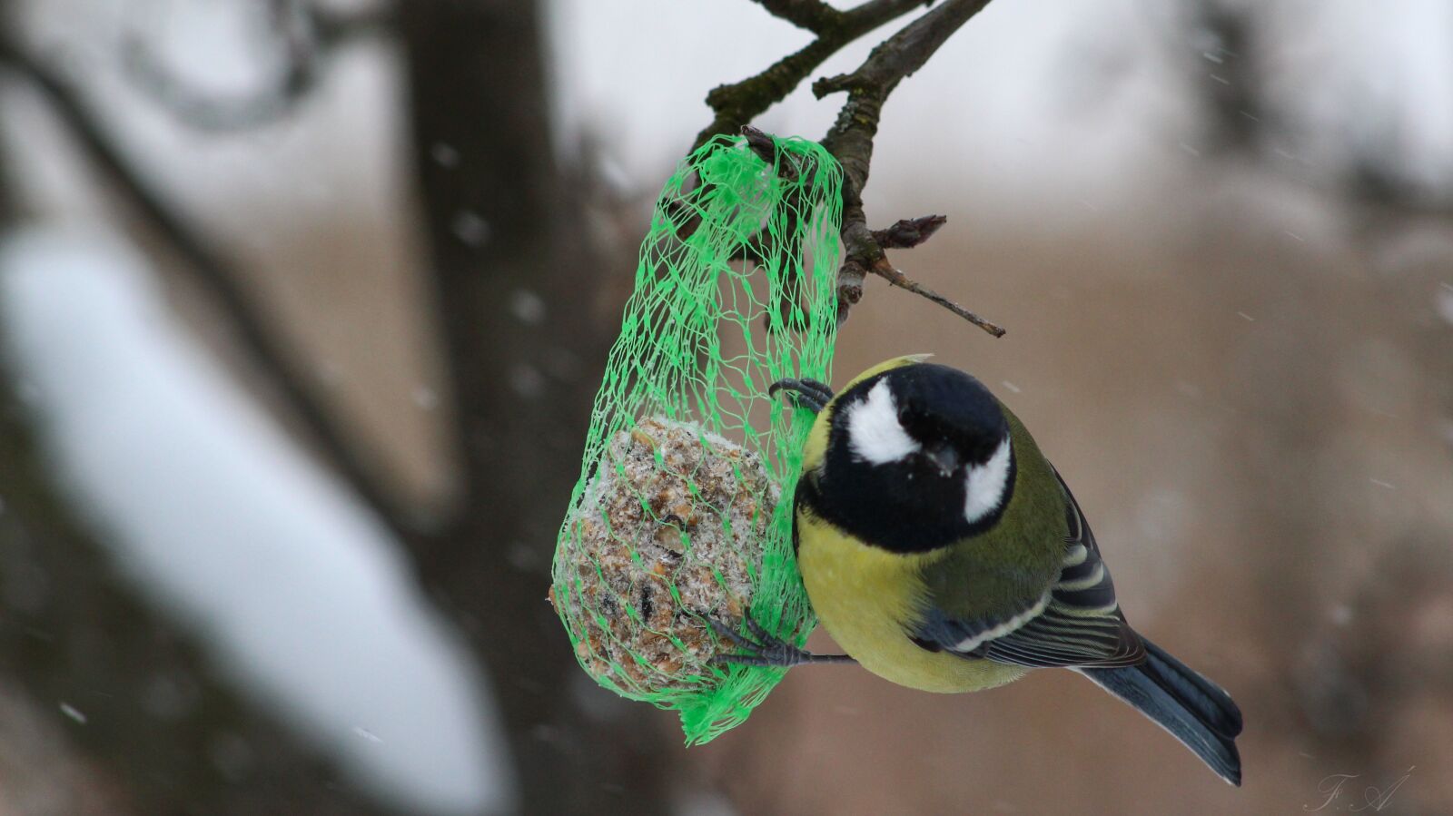 Canon EF75-300mm f/4-5.6 sample photo. Great tit, birds, winter photography