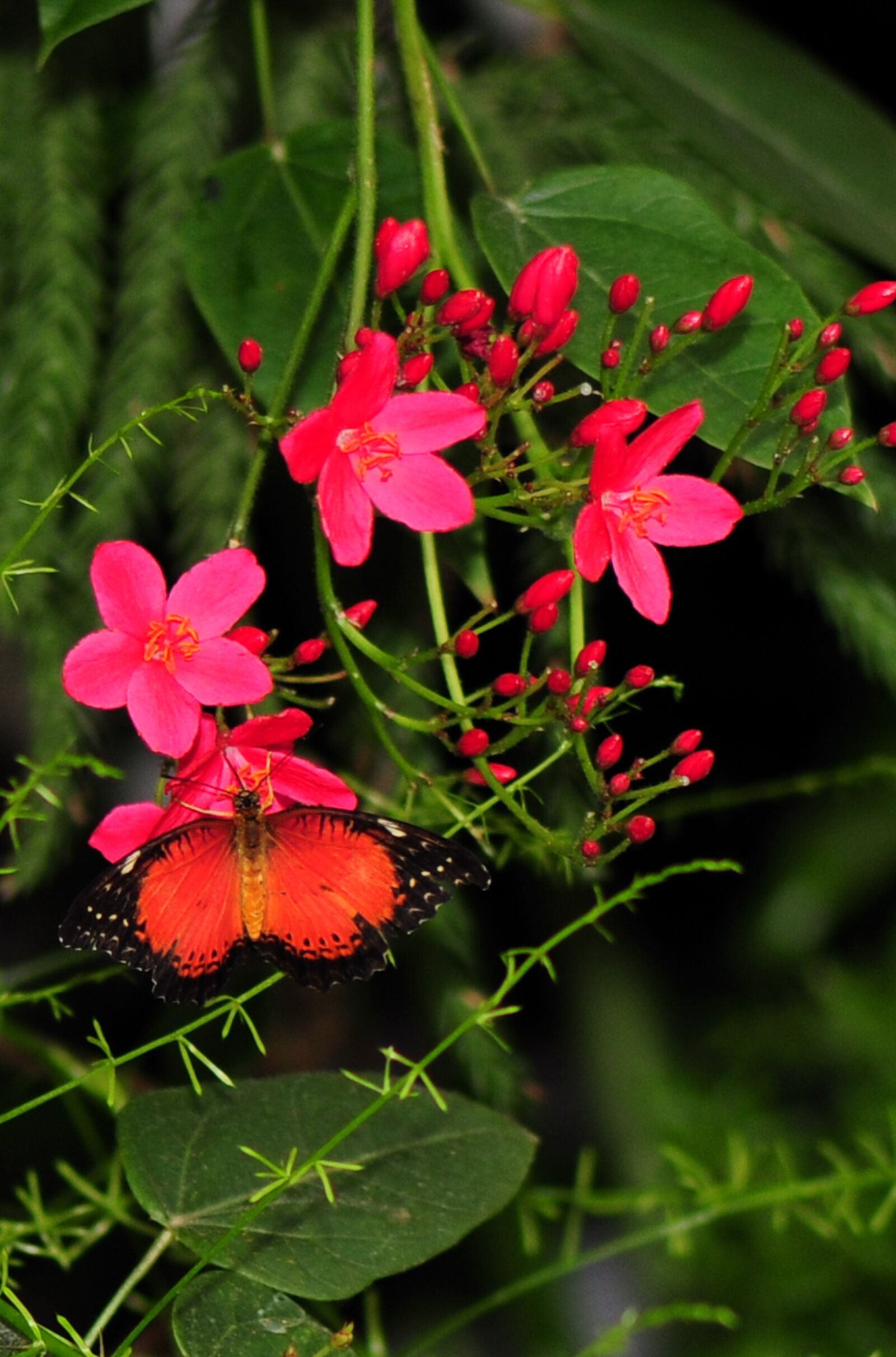 Nikon D300 sample photo. Butterfly, flower, nature photography