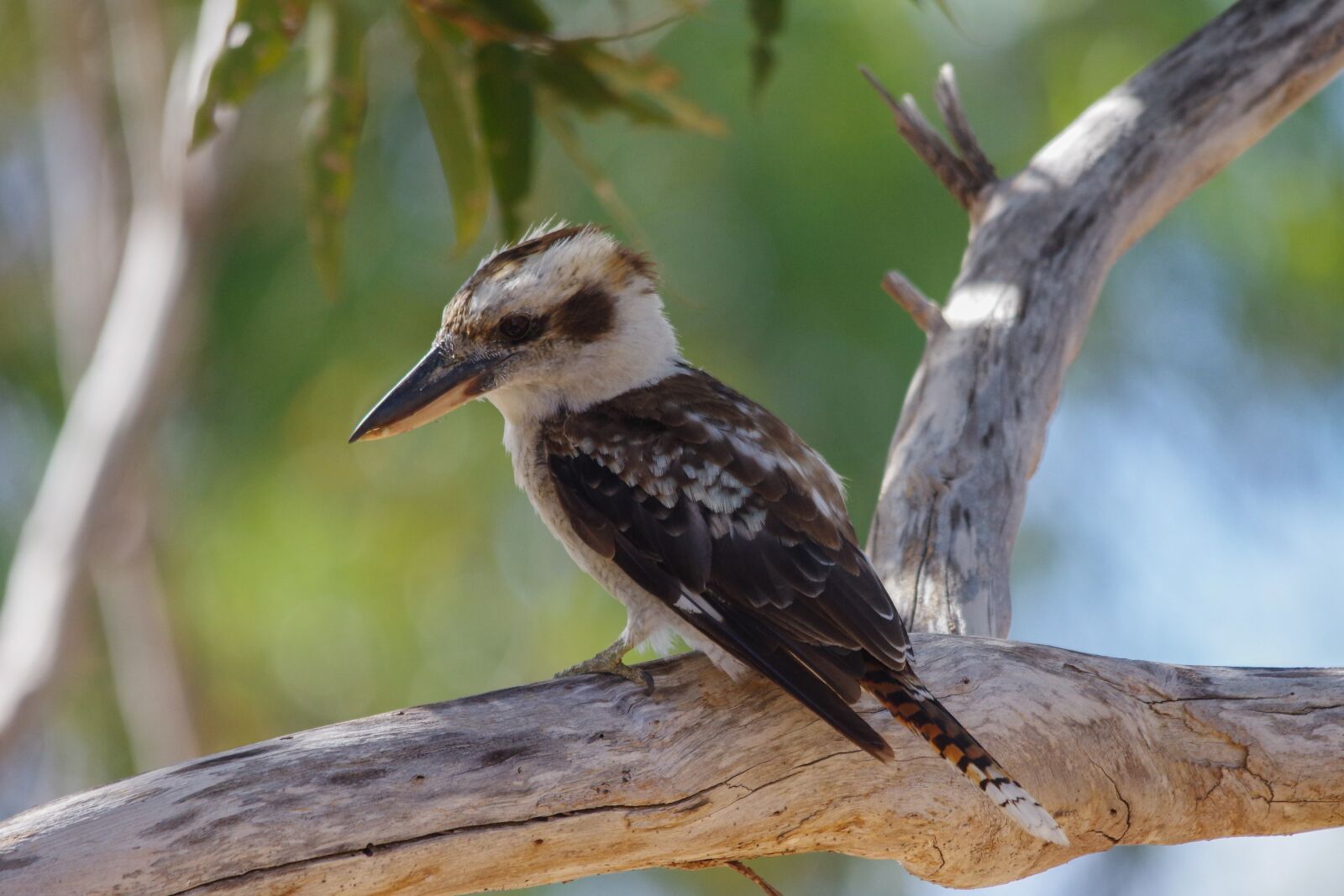 Pentax K-3 sample photo. Lachender hans, bird, australia photography