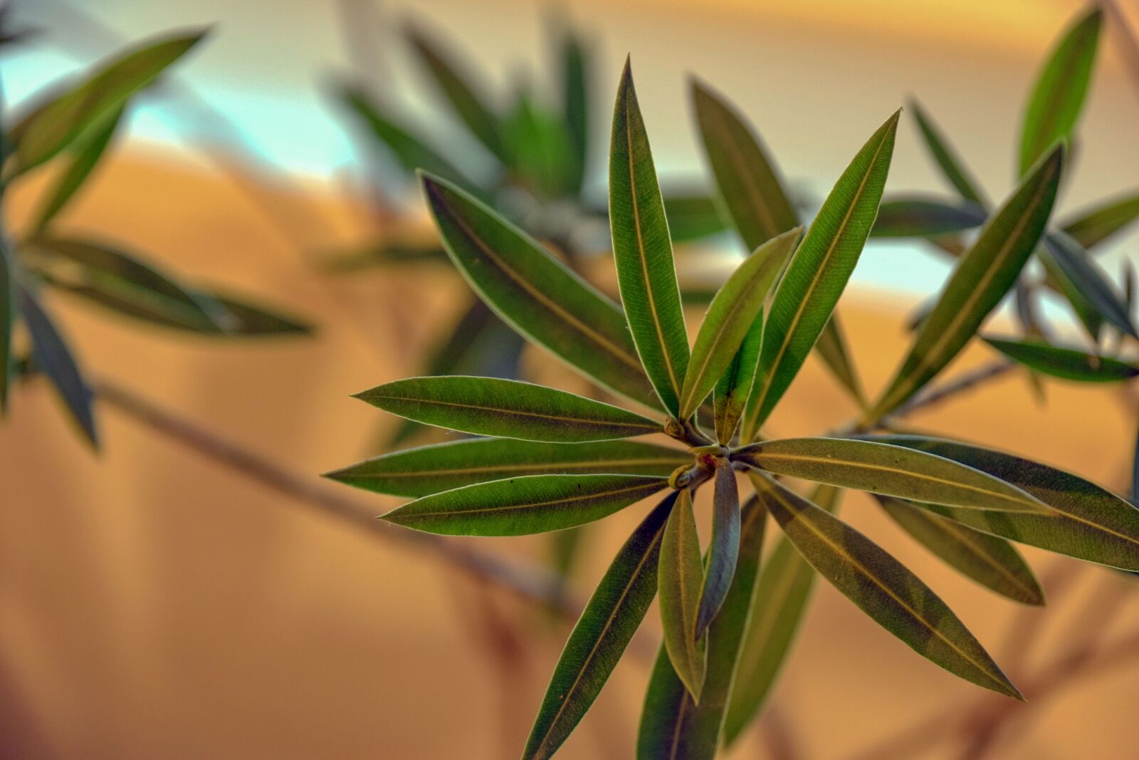 Nikon D5300 sample photo. Flower, flower petals, green photography
