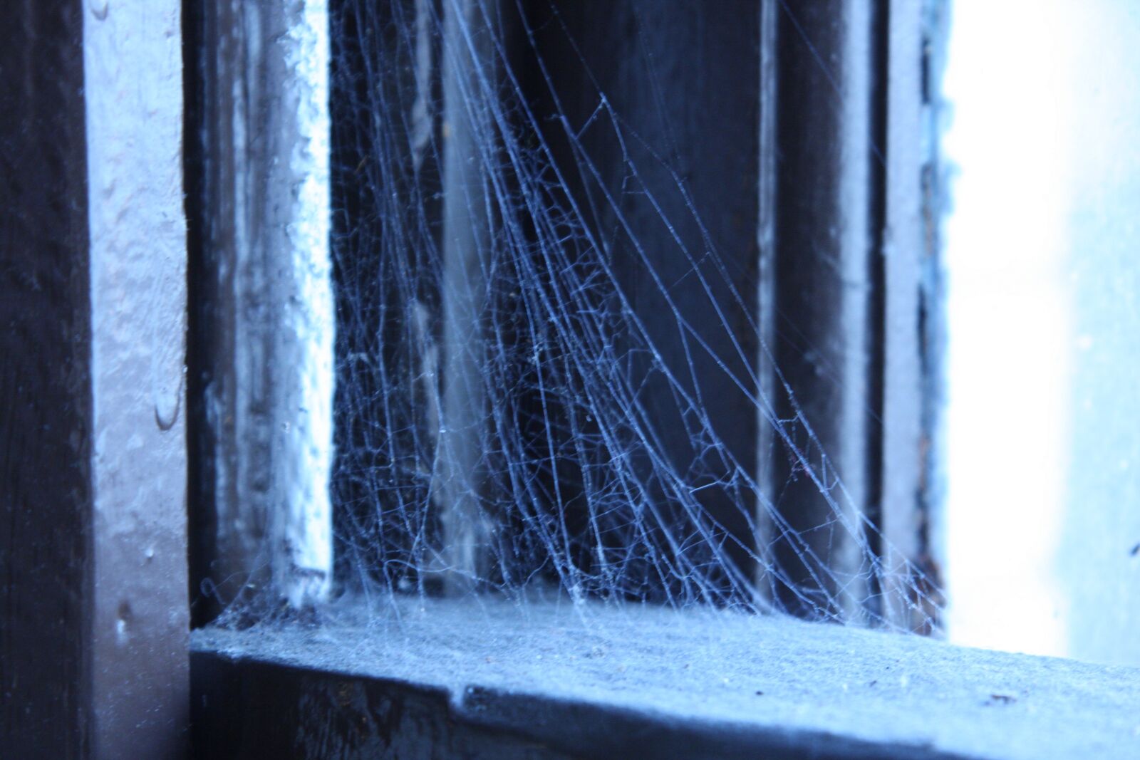 Canon EOS 40D sample photo. Cobwebs, old window, blue photography